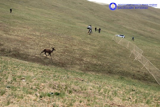 Халиун буга (Cervus elaphus)-ын шилжилт хөдөлгөөн, нүүдлийн коридор ...